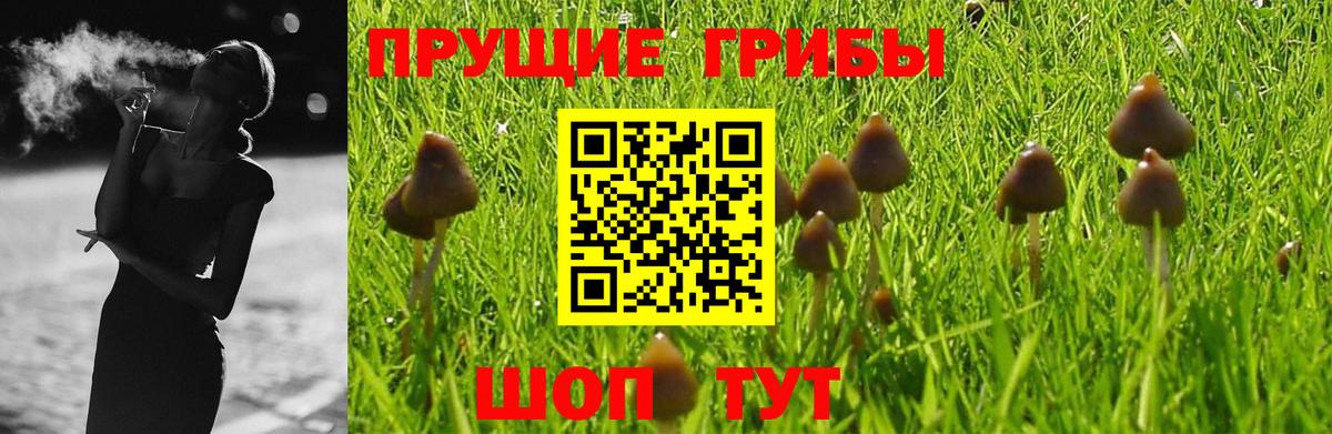 даркнет сайт  Псилоцибиновые грибы GOLDEN TEACHER  Вход с VPN  Псилоцибиновые грибы MAGIC MUSHROOMS  Ачхой-Мартан 