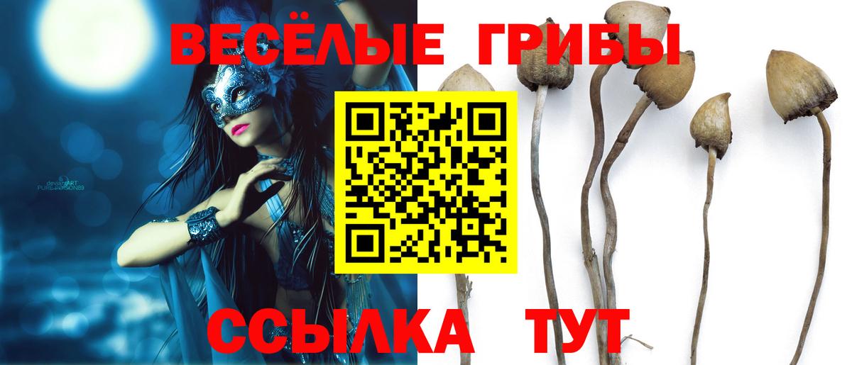 Псилоцибиновые грибы Cubensis Ачхой-Мартан
